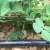 China Supplier Drip Irrigation Pipe Tape System / Farm Irrigation Systems
