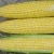 Import Corn, Maize, Yellow Corn Yellow Maize from South Africa