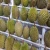 Import D197 Durian Pulp for Sale in Bulk from China