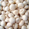 dried matsutake/dried matsutake mushroom
