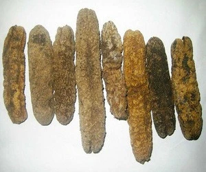 dried sea cucumber/HIGH QUALITY DRIED SEA CUCUMBER -WHITE TEAT FISH