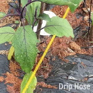 Drip Irrigation Hose from Korea
