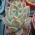 Import Echeveria Queen Flower Medium Single Succulents Artificial Plants , Assorted Colors Variety from China