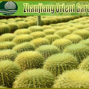 Echinocactus grusonii golden ball cactus ornamental plants