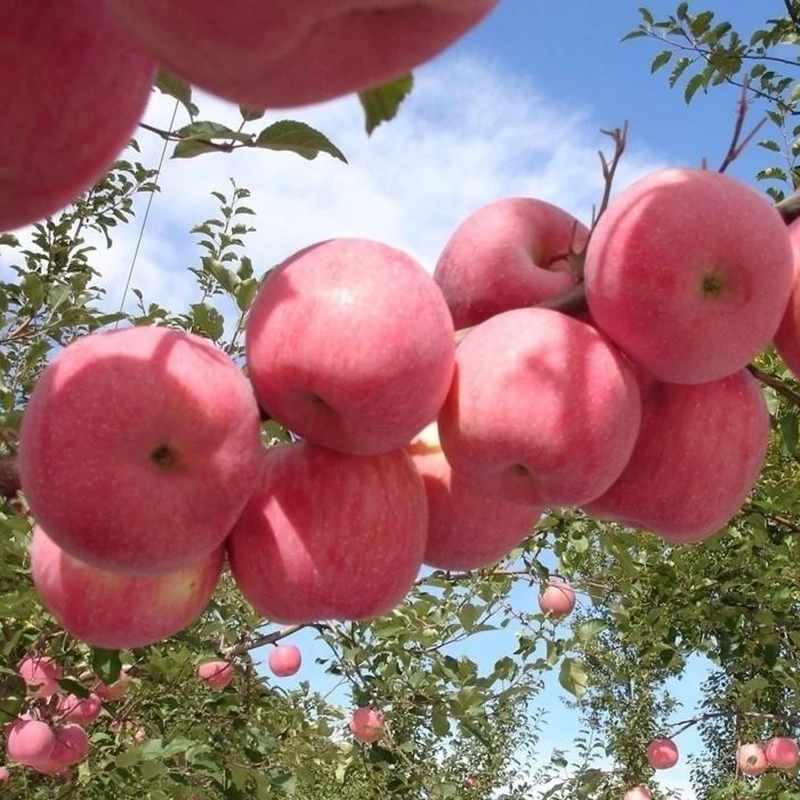 Export fresh apple fruit price