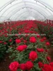 Beautiful Flowering Rose Seedlings, Bare Root, Potted Available