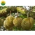 Import FRESH AND HIGH QUALITY COW DURIAN from Vietnam