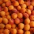 Import Fresh Apricot Fruits/Fresh Fruits! from India