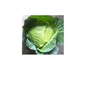 Fresh Cabbages,Fresh round cabbages,Fresh Frozen cabbages