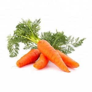 Fresh Carrot Price / Indian Fresh Carrot / Carrot Suppliers In India