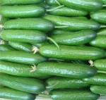 Fresh Cucumber