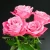 Import Fresh cut rose flower ecuadorian roses hobby lobby wholesale flowers pink roses natural taij rose from china from China