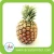 Import Fresh Pineapple (Thailand Origin) from Thailand