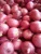 Import Fresh Red Onion +918371975707 from India