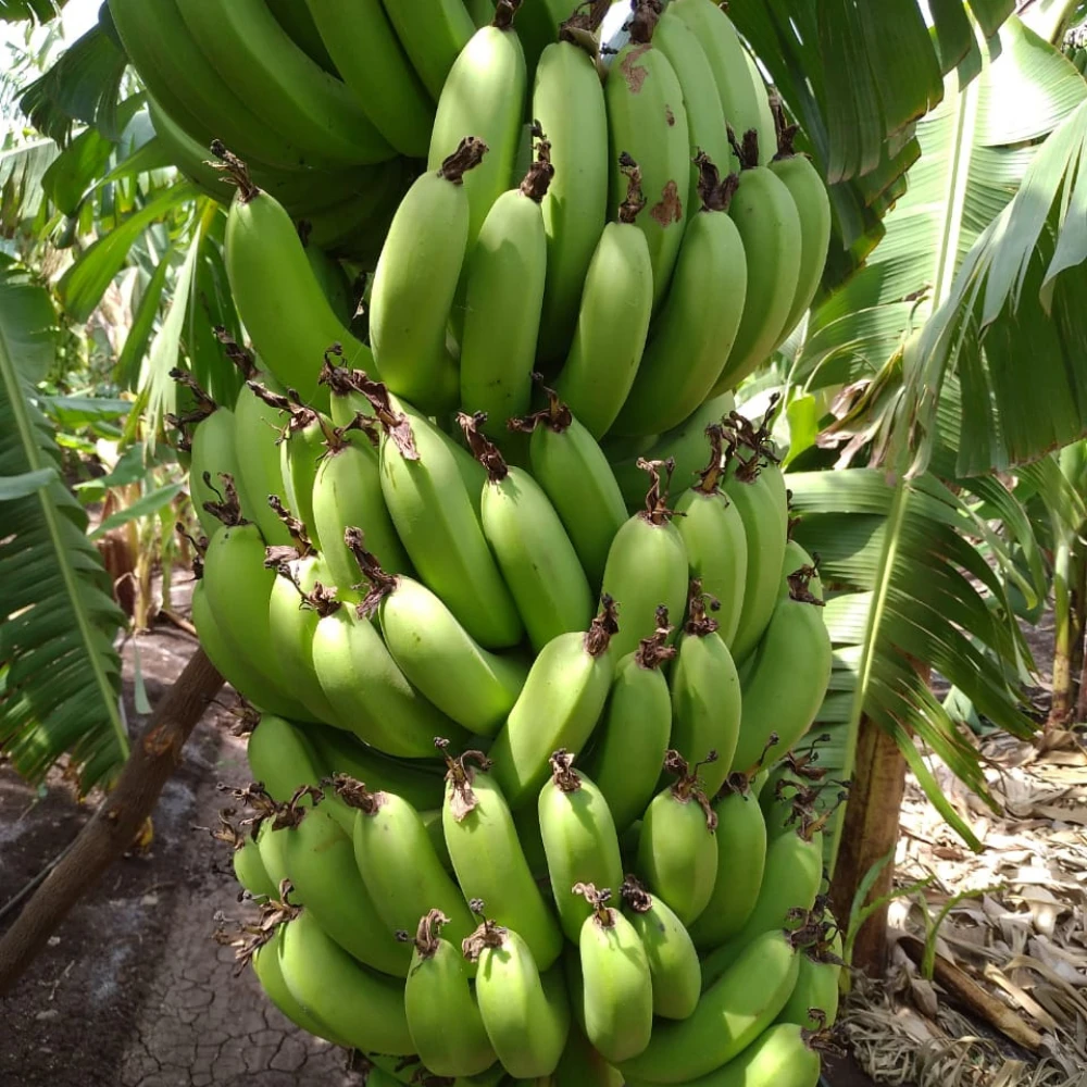 Fresh Sweet organic cavendish banana best selling cheap price ready for export from india