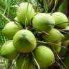 FRESH YOUNG COCONUT / + 84 963818434 whatsapp