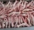Import Frozen Processed Brazil Chicken Feet & Paws (SIF) from Brazil