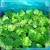 Import Frozen vegetables /mixed vegetables from China