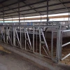 Galvanized Cattle Fencing Panels Used Cow Headlock For Sale