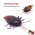 Import Giant Roach trick Other Animal Plastic Remote Control Toy from China
