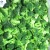 Import Good quality lowest prices fresh frozen broccoli from China