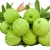Import GUAVA WITH BEST PRICE from Vietnam