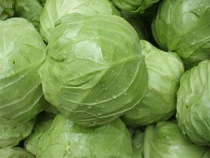 Healthy No Pollution Competitive Chinese White Fresh Cabbage Price