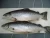 Import High Quality Fresh / Frozen Atlantic Salmon Fish from Thailand