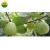 Import HIGH QUALITY FRESH GUAVA WITH CERTIFICATION HACCP FROM VIET NAM from Vietnam