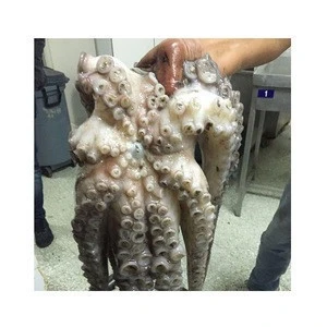 High Quality Fresh Octopus for EU, Korea, Japan, USA, etc - Natural Baby Octopus from Vietnam at Cheap Price - Natural Octopus
