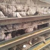 High quality quail layer raising cages capacity