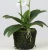Import Highly simulated environmental protection ornament artificial butterfly orchid plant bonsai from China