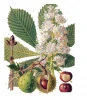 Horse chestnut extract Aescin powder Horse chestnut seed extract