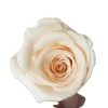 Hot selling Preserved Real Eternity Roses Head For DIY Forever Flower Box