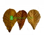 Indian almond leaves wholesale catappa leaves for sale Ketapang or Sea Almond or Indian Almond or Terminalia catappa leaves