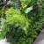 Import landscaping artificial living wall, outdoor green plant wall , artificial ornamental plants for walls from China