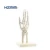 Import Life-size PVC Human hand model, Hand Joint, hand Skeleton Model for Teaching Medical Science from China