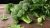 Import Low Price Frozen Broccoli Vegetables from Philippines