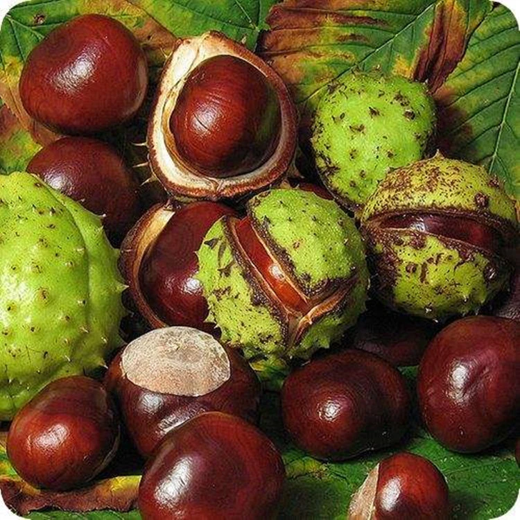 Manufacture supply Natural Horse Chestnut seed Extract powder 20%-60% aescin escin
