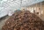 Import Natural Herbal Extract Chaga Mushroom Coffee Powder Chaga Powder Chaga P.E. Extract Wholesale Price from China