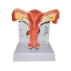 Natural Uterus Medical Anatomy Teaching Model