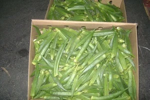 New Crop Fresh Organic Iqf Frozen Whole Okra for Sale