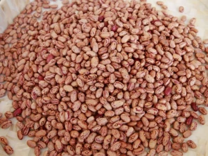 Organic Red Spotted Kidney Beans / Pinto Beans / Mottled Beans