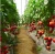 Import Other greenhouse cold frame green house hydroponic agricultural greenhouse from China