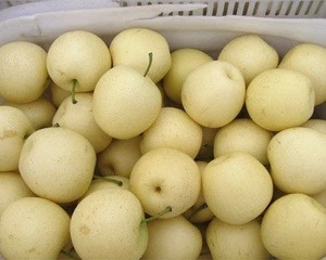 Packham Triumph Pears