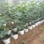 Import PE poly black white grow bags plastic planting pot seeding nursery bags for plants blueberry from China