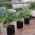 Import Plant Growth Usage and Felt Nursery Planter Grow Bag from China