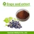 Import Pure natural Grape seed extract Proanthocyanidin / OPC 95% fruit extract from China