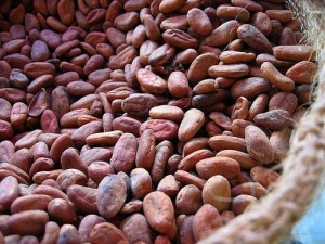 Raw Roasted Vietnam Trinitario Cocoa Beans - UTZ Standard