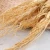 Import Ren Shen 100% Natural herbal white panax dried ginseng white ginseng from China